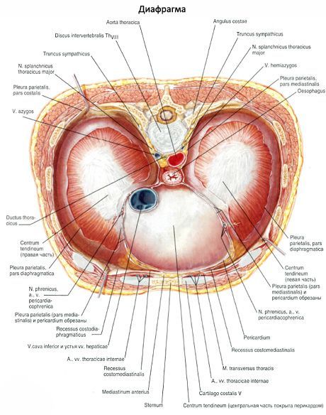 диафрагма