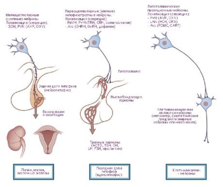 Хипоталамуса.  Три вида невросекреторни клетки на хипоталамуса.