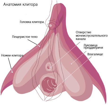 Анатомия на клитора
