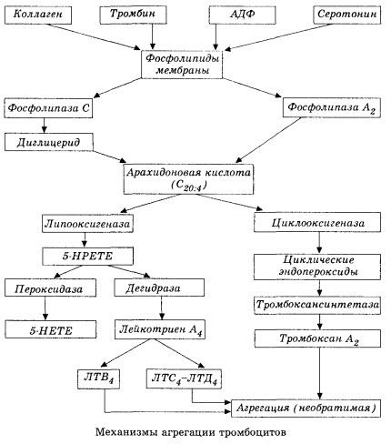 Първоначалният стадий на хемокоагулация и механизмът на локална хемокоагулационна хомеостаза