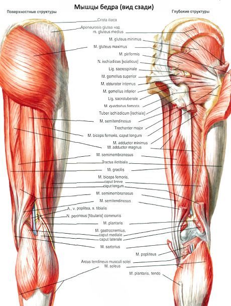 Мускулите на таза (мускулите на тазовия пояс)