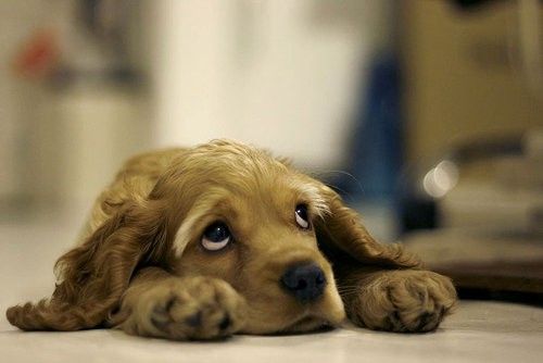 Куче усещане за тъга