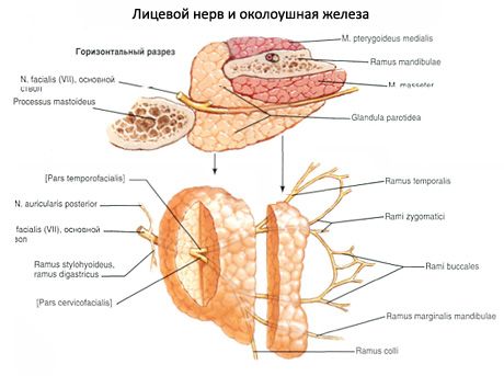 Паротидна слюнчена жлеза