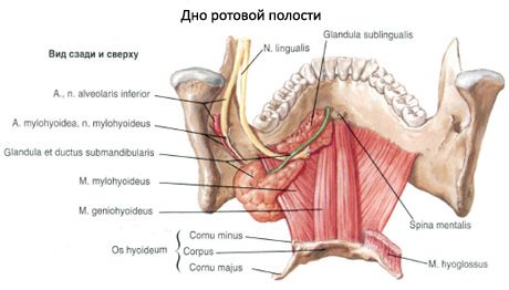 Подмандибуларната слюнна жлеза 