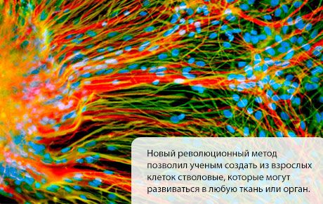 Създадени са стволови клетки, които се развиват във всяка тъкан или орган