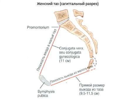 Тазът като цяло