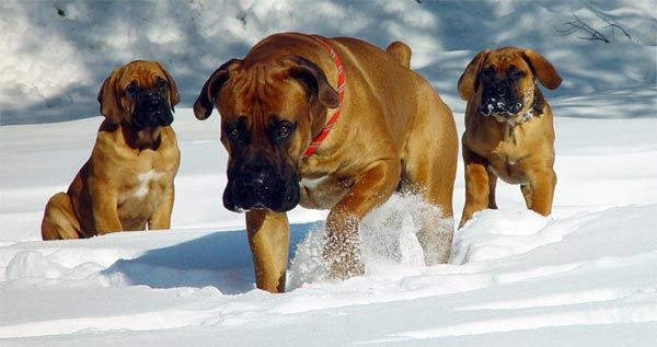 Южноафрикански мастиф или Boerboel