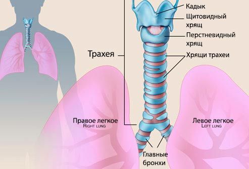 Какво е трахеит при дете? Снимка на трахеята