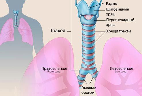 Какво е трахеит при дете? Снимка на трахеята 